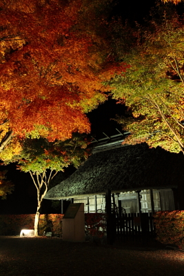 紅葉情報【サンパーク富士】_c0193896_22425575.jpg