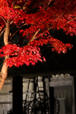 紅葉情報【サンパーク富士】_c0193896_22431735.jpg