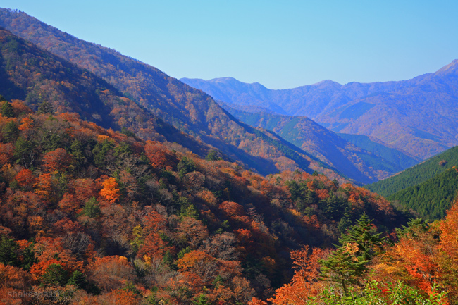 奥祖谷二重かずら橋の紅葉 一期一会 の精神で