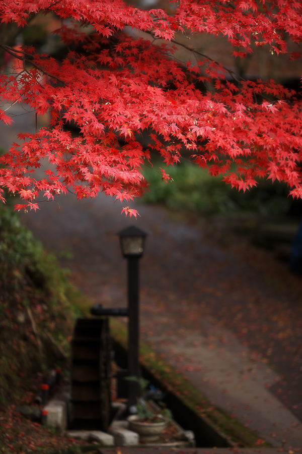 両界山横蔵寺の紅葉2009(岐阜県揖斐郡揖斐川町)_c0115616_1922186.jpg