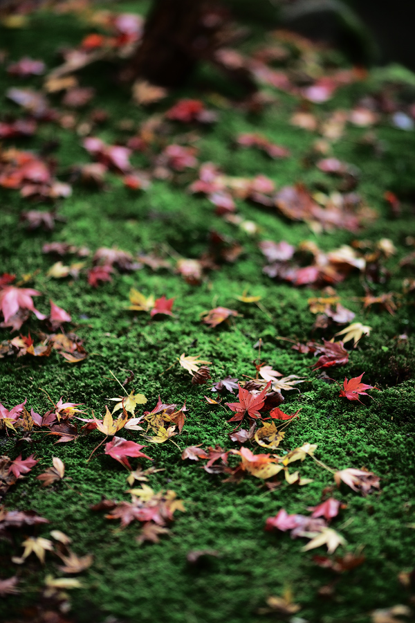 両界山横蔵寺の紅葉2009(岐阜県揖斐郡揖斐川町)_c0115616_192299.jpg