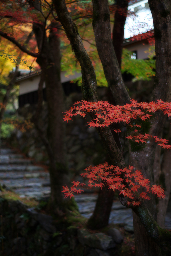 両界山横蔵寺の紅葉2009(岐阜県揖斐郡揖斐川町)_c0115616_1923589.jpg