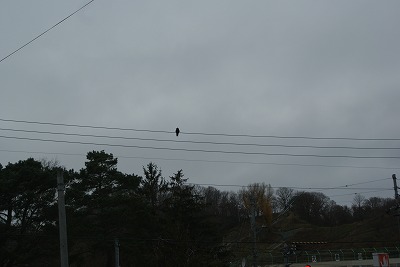 f0170524_1656678.jpg