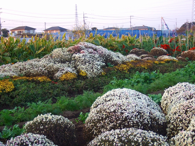 感動....菊の花の富士山....._b0137932_18491662.jpg