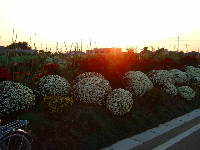 感動....菊の花の富士山....._b0137932_18492866.jpg
