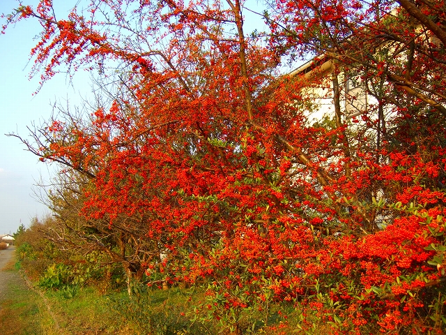 感動....菊の花の富士山....._b0137932_18524292.jpg