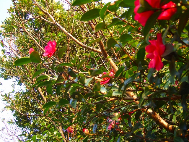 感動....菊の花の富士山....._b0137932_18531887.jpg
