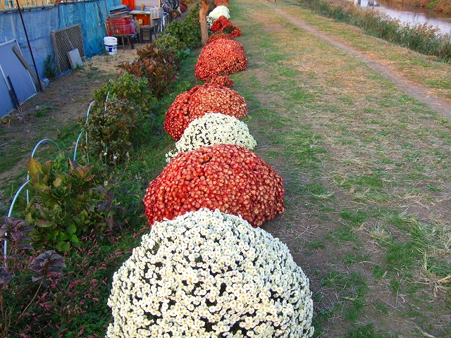 感動....菊の花の富士山....._b0137932_1854084.jpg