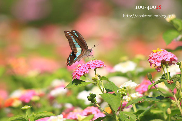 《花》　ランタナとアオスジアゲハ　100-300mm　（川口グリーンセンター）_c0080036_22271917.jpg