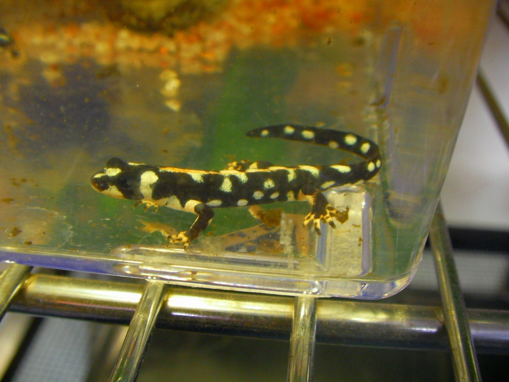New Arrived Amphibians みなと店発 ペポニまねーじゃーブログ New Arrived Amphibians みなと店発 ペポニまねーじゃーブログ