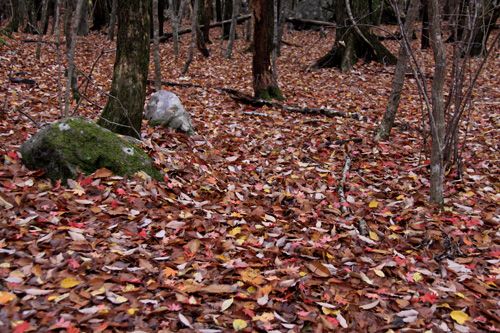 b0016545_623268.jpg
