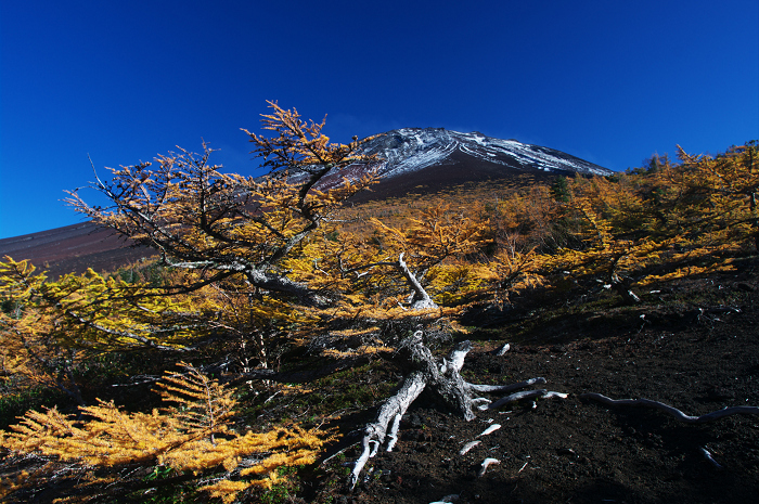 09 富士山の秋 ３ 富士スバルラインの紅葉 その２ 御庭にて 花景色 K W C Photoblog