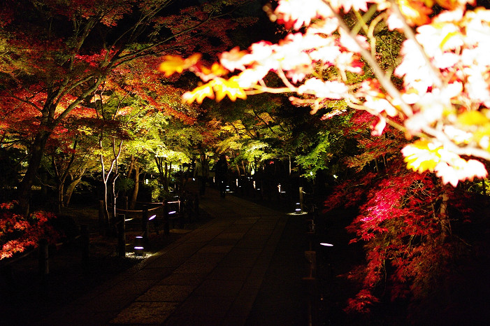 2009紅葉 Ⅲ　永観堂ライトアップ～前編～_f0152550_21214735.jpg