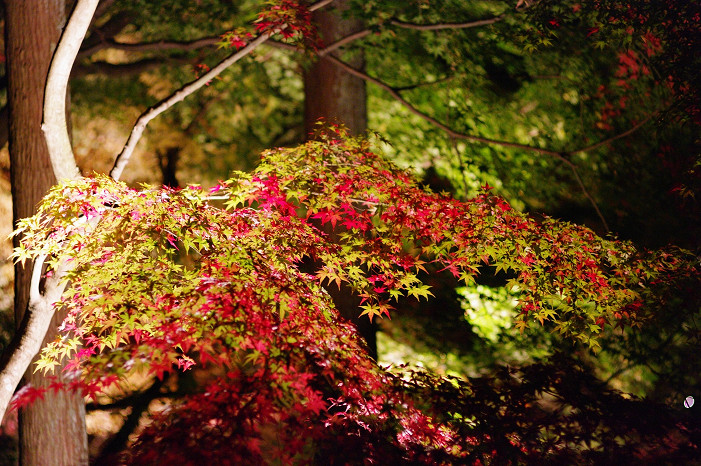 2009紅葉 Ⅲ　永観堂ライトアップ～前編～_f0152550_2122384.jpg