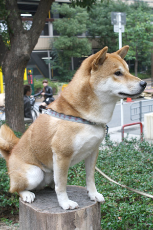 映画『幼獣マメシバ』『HACHI　約束の犬』_f0196559_19224959.jpg