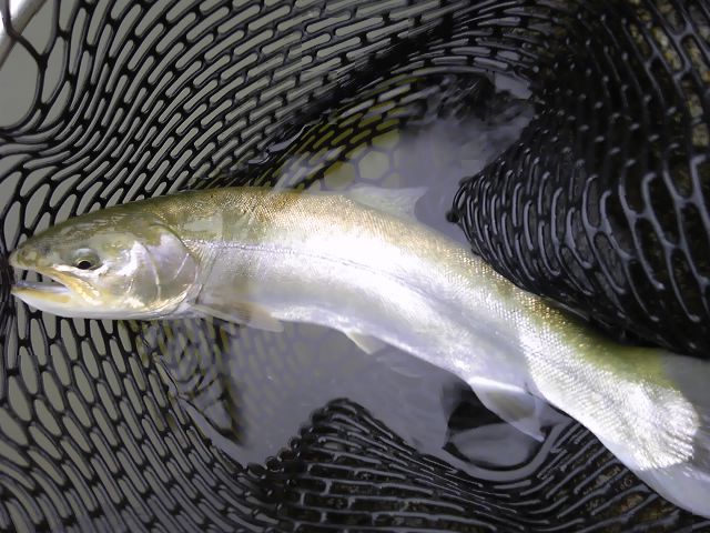 f0199565_22154691.jpg