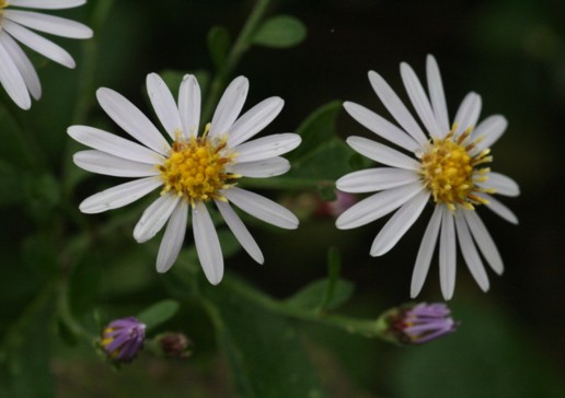 c0144185_1342225.jpg
