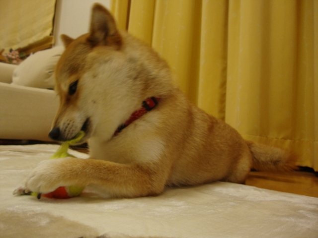 主婦って大変なのよ_a0126590_401647.jpg