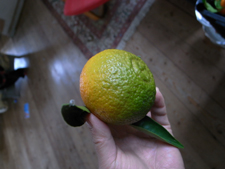 カラブリアから届いたミカン_f0106597_1824746.jpg