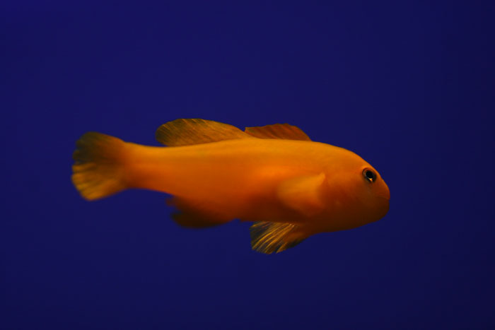 キイロサンゴハゼ_a0012103_7175959.jpg