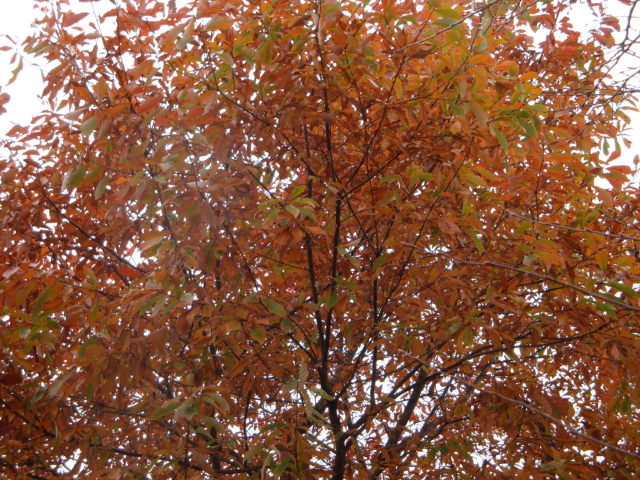 e0175905_20135573.jpg