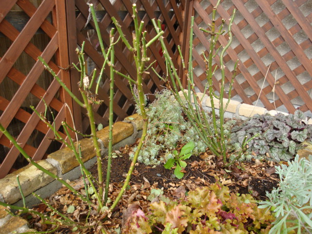 e0175905_20165151.jpg