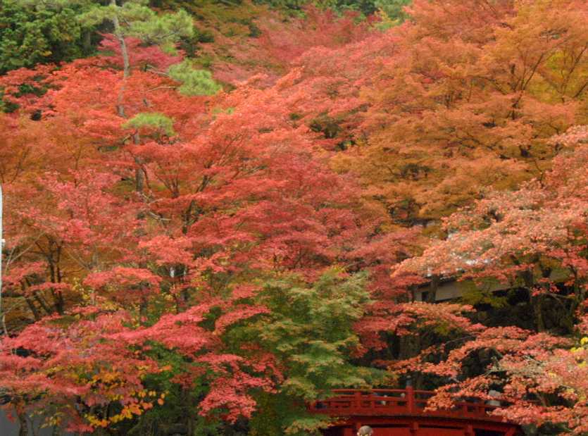 　紅葉狩り　　横蔵寺　その１　　　１１．１４　　　_d0140806_1035364.jpg