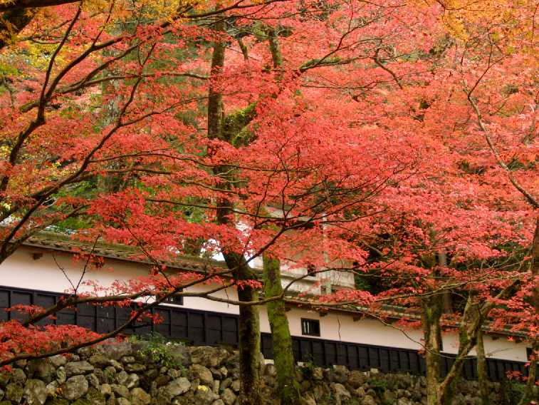 　紅葉狩り　　横蔵寺　その１　　　１１．１４　　　_d0140806_10411479.jpg