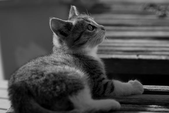 ぐるりとまわってねこのめ_f0155808_9502333.jpg