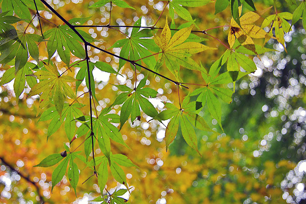 鳥居観音の紅葉_b0010915_22172764.jpg