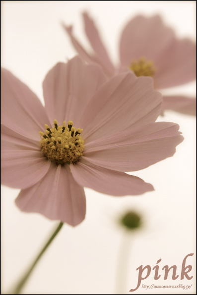 pink_f0100215_1474261.jpg