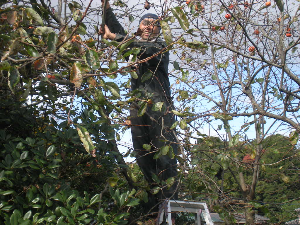 再び 平尾台へ~_a0125419_1012269.jpg