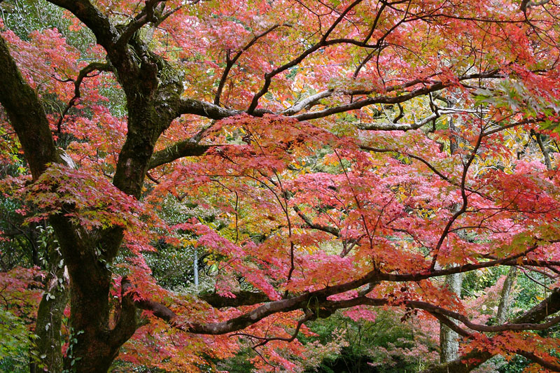 ちょっと早かった仁比山神社の紅葉_c0014538_11203527.jpg