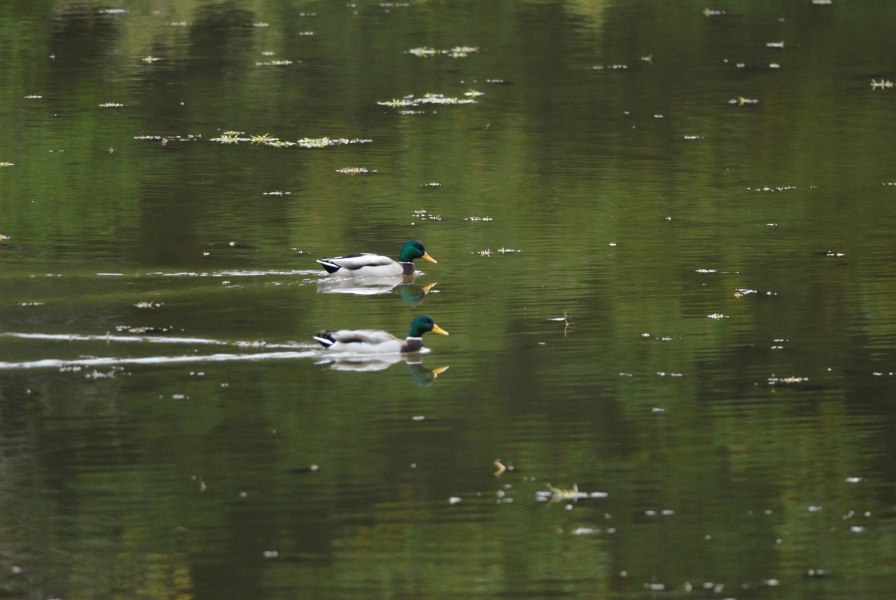 c0172139_104537.jpg