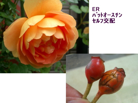 薔薇の種まき 七海のクリスマスローズblog