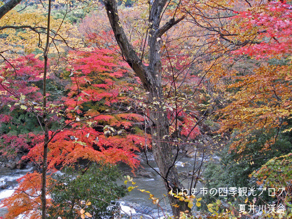 11月14日　白水阿弥陀堂・夏井川渓谷の紅葉_f0105342_1211747.jpg