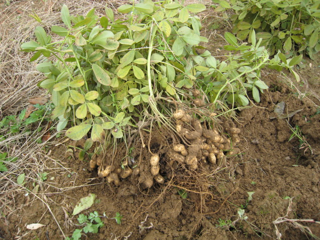 e0121558_15287.jpg