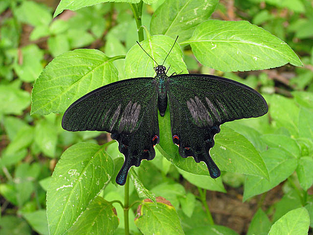 f0199866_81241.jpg