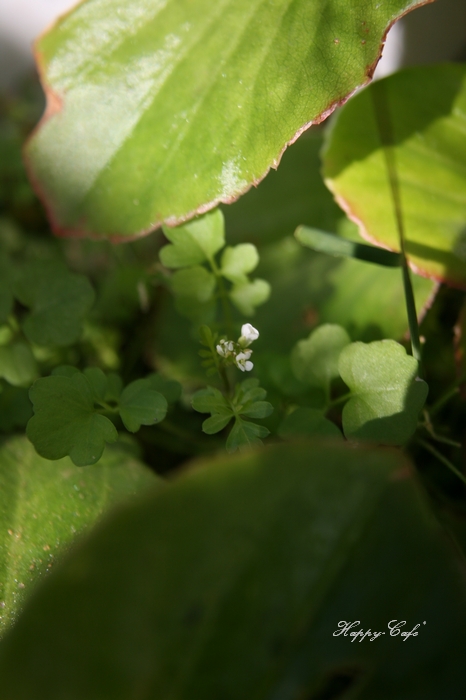 庭に咲く小さな花たち_e0148667_14301821.jpg