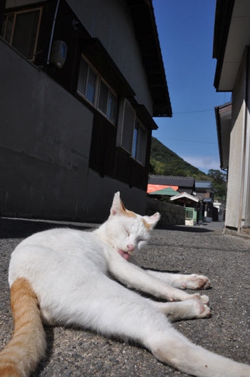猫写真＠佐柳島_e0171573_030431.jpg