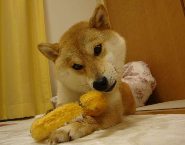 正しい使い方_a0126590_5165196.jpg