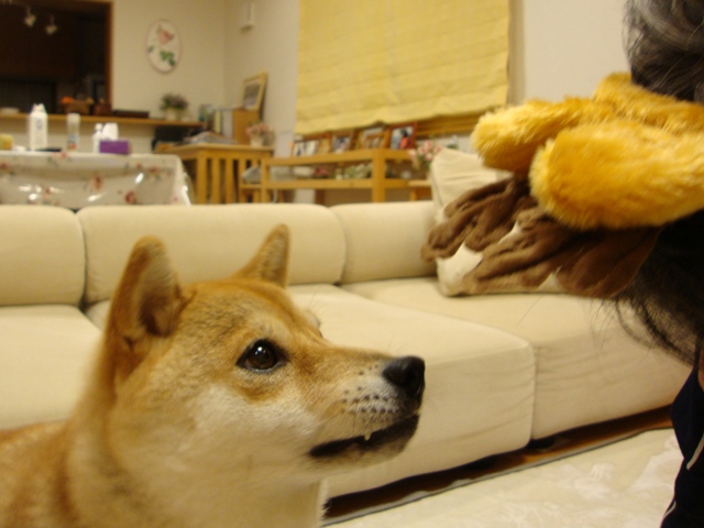 正しい使い方_a0126590_6441048.jpg