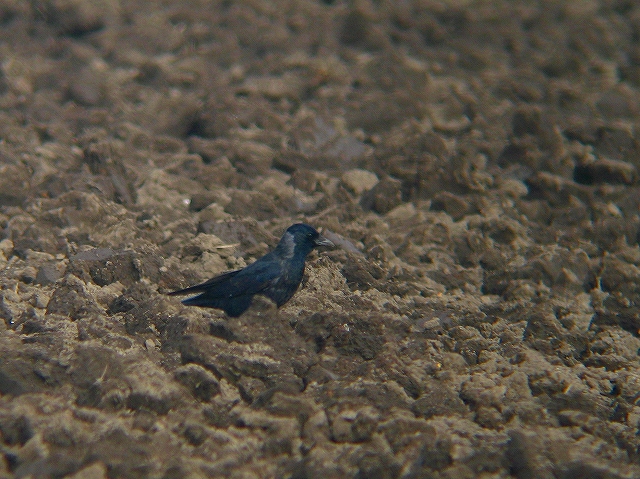 c0213690_1121652.jpg