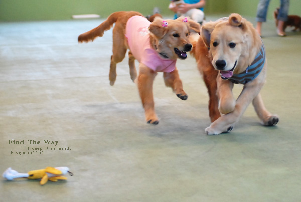 【wanこ】犬相撲ダイジェスト・名古屋場所 〜 ウィンクちゃん_f0054594_4203254.jpg