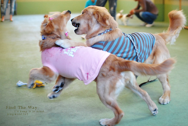【wanこ】犬相撲ダイジェスト・名古屋場所 〜 ウィンクちゃん_f0054594_420797.jpg