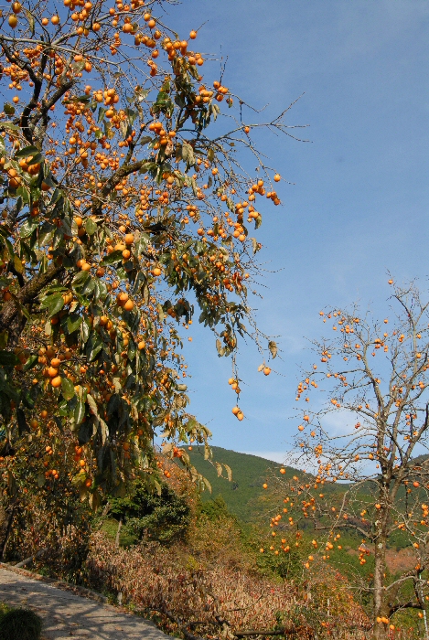e0112796_1173521.jpg