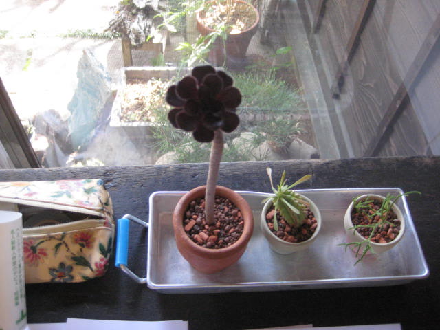 c0131206_21382168.jpg