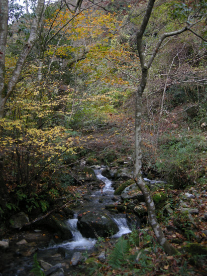 井原山 　2009.11.15 水無より山頂へ　№１53_f0196109_1985851.jpg