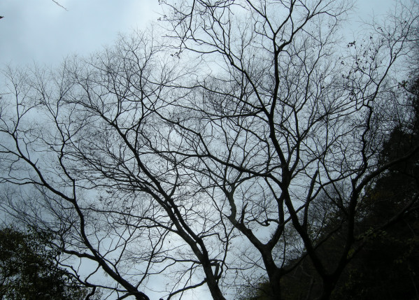 井原山 　2009.11.15 水無より山頂へ　№１53_f0196109_199737.jpg