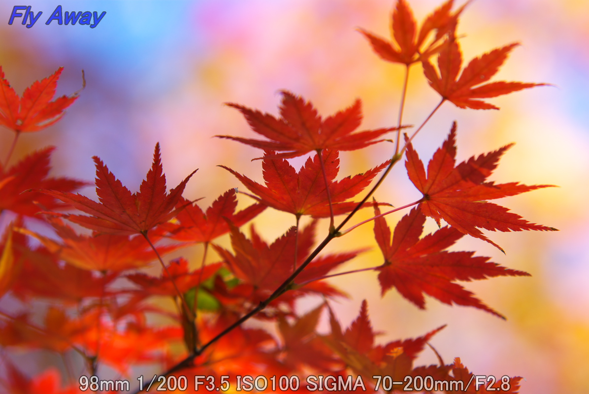 Hikarigaoka Park with colored leaves Vol.1_c0158519_20272475.jpg